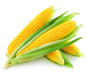 An ear of corn