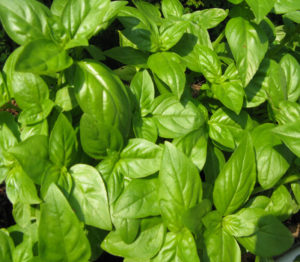 Basil