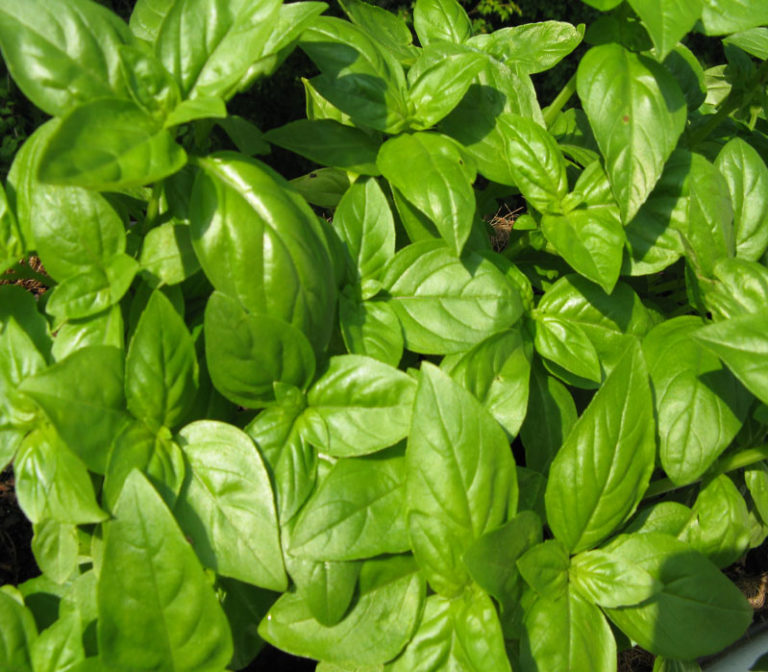 The Sweet Benefits of Basil Rise to Life